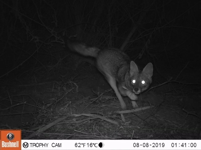 En esta imagen podemos observar un zorro de Sechura (Lycalopex sechurae) (Fotos tomada con nuestras cámaras trampa). Identificado en el Área de Conservación Privada “Cañoncillo” en La Libertad – Perú